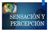 Psicologia   tema 1 sensacion y percepcion