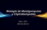Biologia de mastigomycota y chitridiomycetes