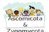 Ascomicota & zygomycota