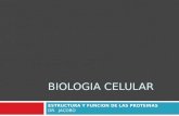 Proteinas biocel