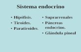 16 tp sistema endocrino