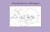 Kuliah biokimia 1 siklus nitrogen
