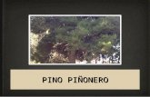 Pino piñonero