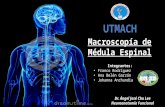 Macroscopía médula espinal grupo 4 neuroanatomia funcional