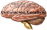 Circulacion Cerebral y Temas relacionados. NEUROANATOMIA