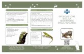 Informazioni iguana - Clinica Veterinaria Cinisello