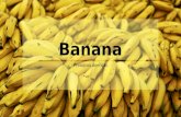 Banana Doenças