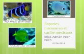 Especies marinas en el caribe mexicano pech pech