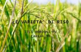 Le varieta’ di riso