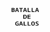 BATALLA DE GALLOS