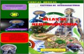 Atlas neuroanatomia