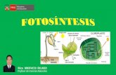 Fotosíntesis   4°