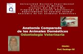 Odontología Veterinaria