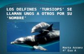 Delfines 'tursiops’