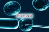 Stem cell UM 46