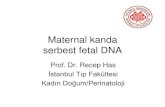 Maternal Kanda Serbest fetal DNA