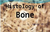 Histology of bone
