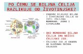 Biljna i životinjska ćelija