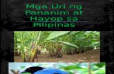 Mga Uri Ng Pananim at Hayop Sa Pilipinas