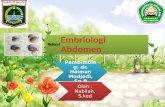 Embriologi Abdomen