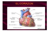 Venas y Arterias Del Corazon