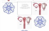 Leaflet kista ovarium