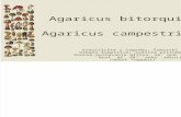 Agaricus bitorquis i Agaricus campestris