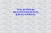 BUDIDAYA JAGUNG