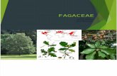 Botanica - Fagaceae