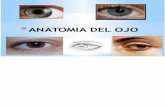 anatomía del ojo