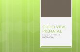 CICLO VITAL PRENATAL.pdf