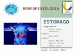 Morfofisiología del Estómago