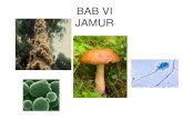 Simbiosis jamur