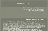 Bacillus Ppt