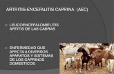 Encefalitis Artritis Caprina (Eac) 2014
