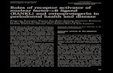 role of receptor activator of ligand and osteoprogeterin