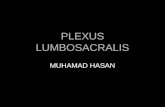 Plexus Lumbosacralis