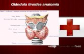 Tiroides, paratiroides, Glandulas suprarenales