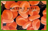 Multipli aleli