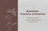 Anatomi Urologi