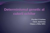 Determinismul Genetic Al Culorii Ochilor. (1)