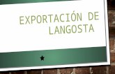 Exportación de Langosta