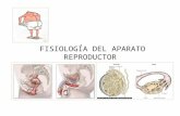 Fisiologia - Aparato Reproductor