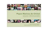 Tipos de Papas en Chiloe