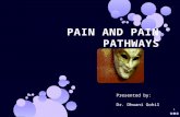 pain pathway