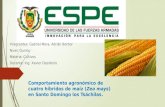 Comportamiento agronómico de cuatro híbridos de maíz (Zea mays) en Santo Domingo los Tsáchilas.