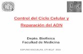 Control Del Ciclo Celular y Reparación Del ADN
