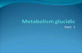 Metabolismul glucidic