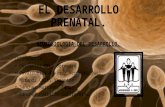 El Desarrollo Prenatal, 1ER PARCIAL, 2DO SEMESTRE (NEUROBIOLOGÍA DEL DESARROLLO).