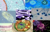 Biologia Celular. Unidad Y Diversidad en La Materia Viva